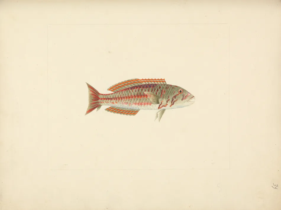 Unidentified Fish (6) by Luigi Balugani